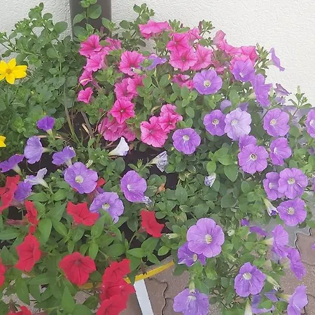 Fallenegger Appartement