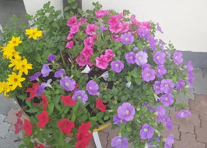 Fallenegger Lägenhet