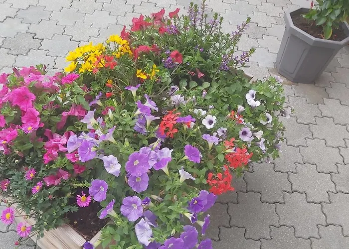 Daire Fallenegger Flachau